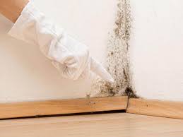 Why You Should Choose Our Mold Remediation Services in Albany, GA